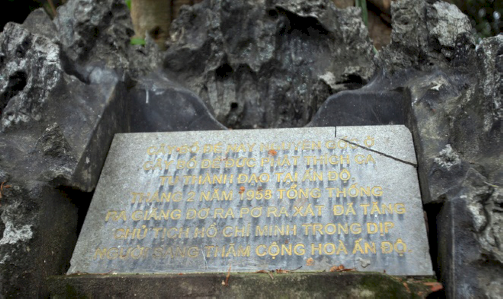 This Bodhi tree symbolizes the ancient friendship between Vietnam and India 